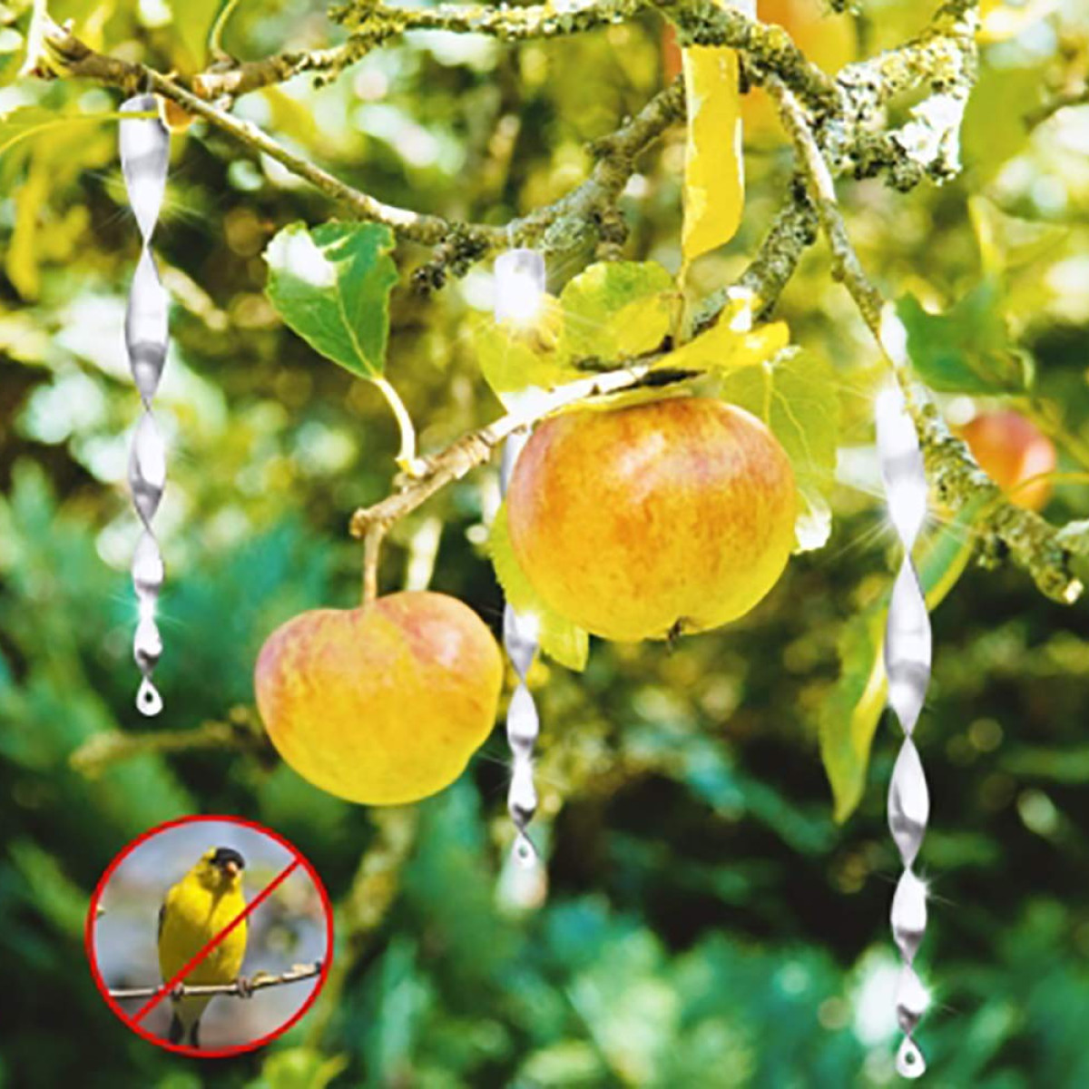 Apples on a branch with shiny spiral deterrents. A bird is shown in a red circle with a line through it.