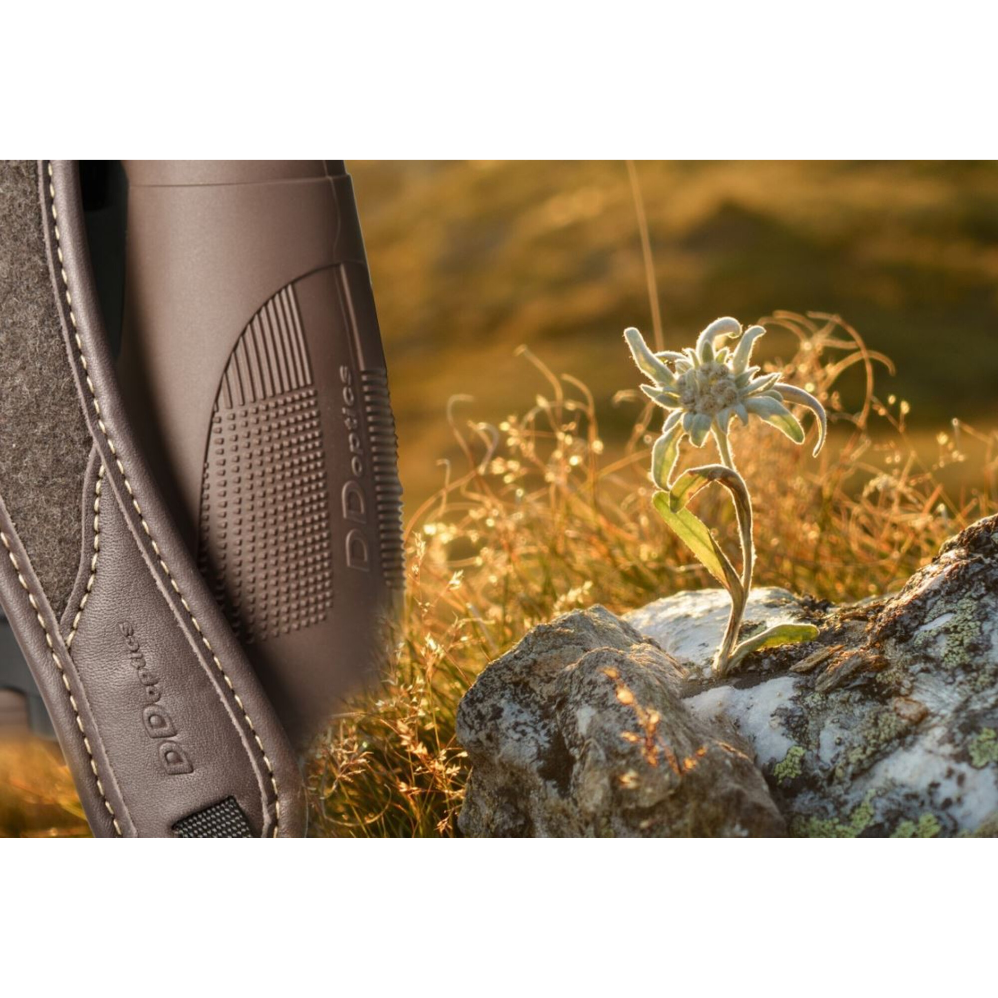 Edelweißblume auf Felsen im Sonnenlicht neben einem braunen Fernglas.