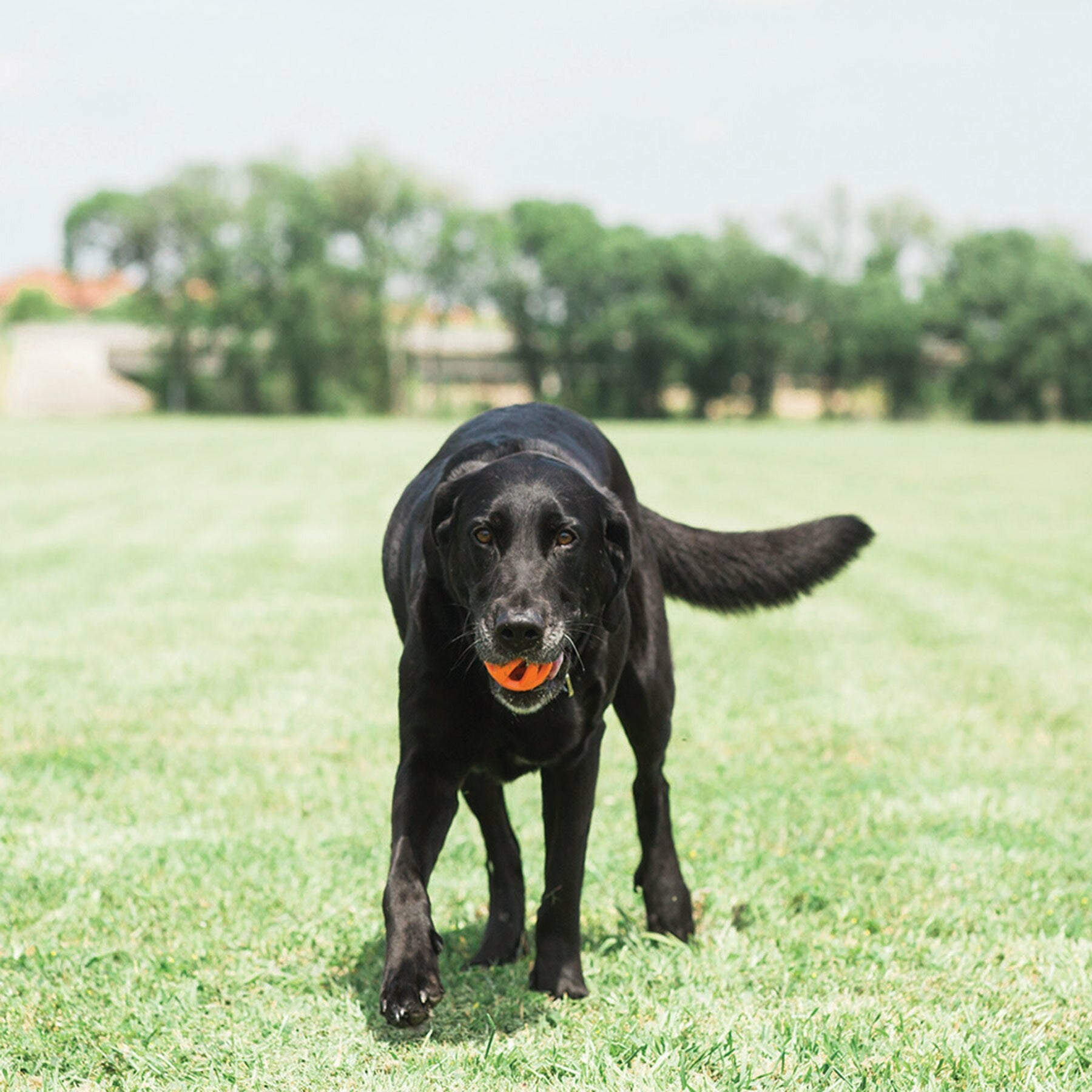 Un labrador nero con una palla arancione in bocca cammina su un prato verde.