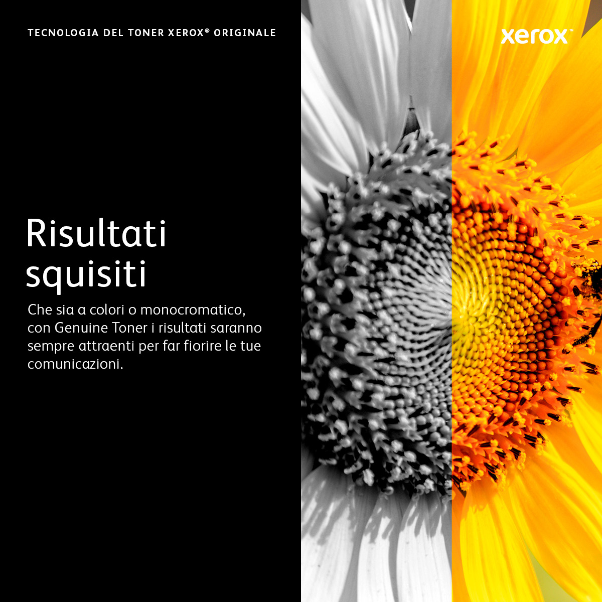 Metà girasole: sinistra B&N, destra a colori. Testo a sinistra.