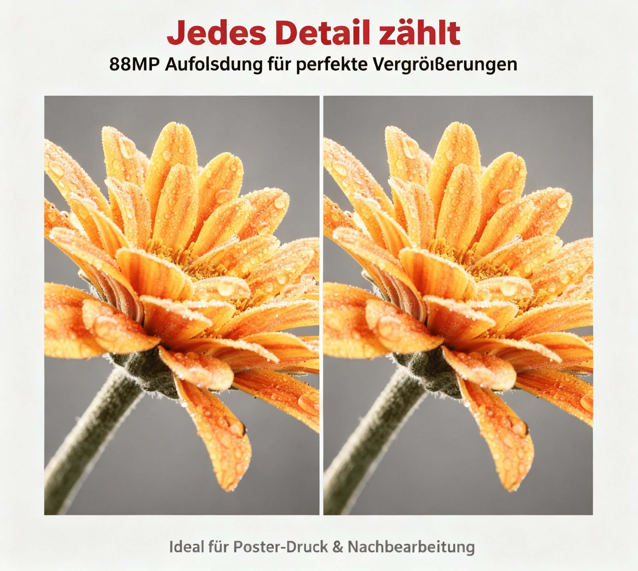 Zwei Nahaufnahmen einer orangen Blume mit Wassertropfen auf den Blütenblättern.
