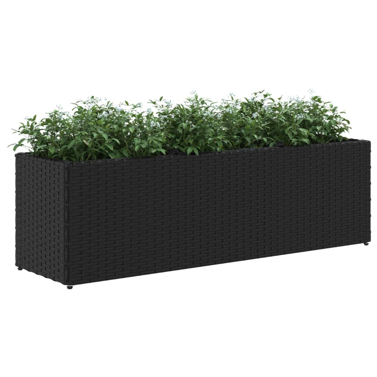 Un fioriera rettangolare nera piena di piante verdi e piccoli fiori bianchi.