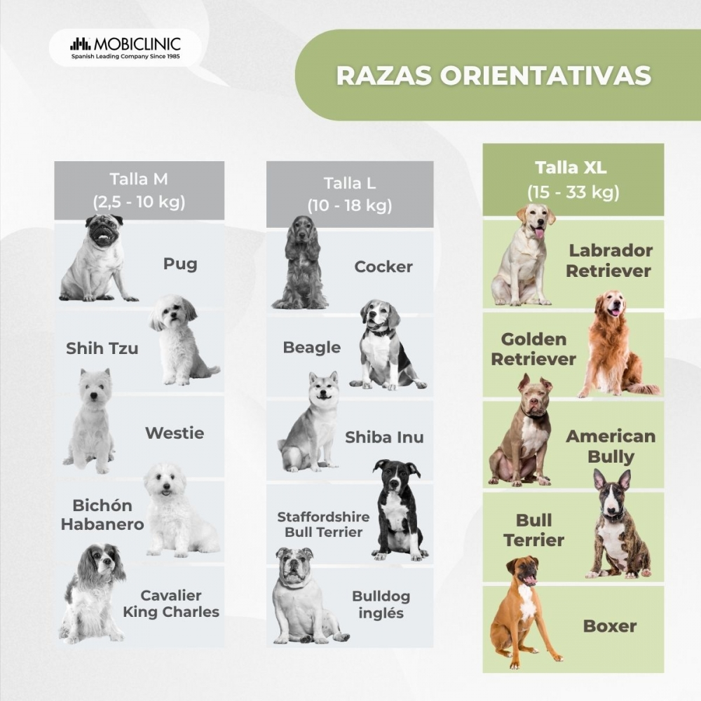 Infografía de razas de perros: tallas M, L, XL con ejemplos y peso.