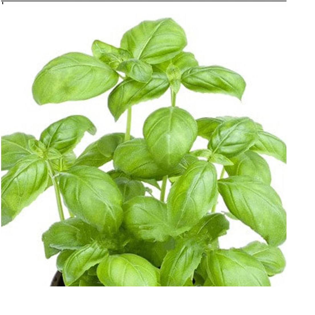 Un bouquet de feuilles de basilic vert frais sur fond blanc.