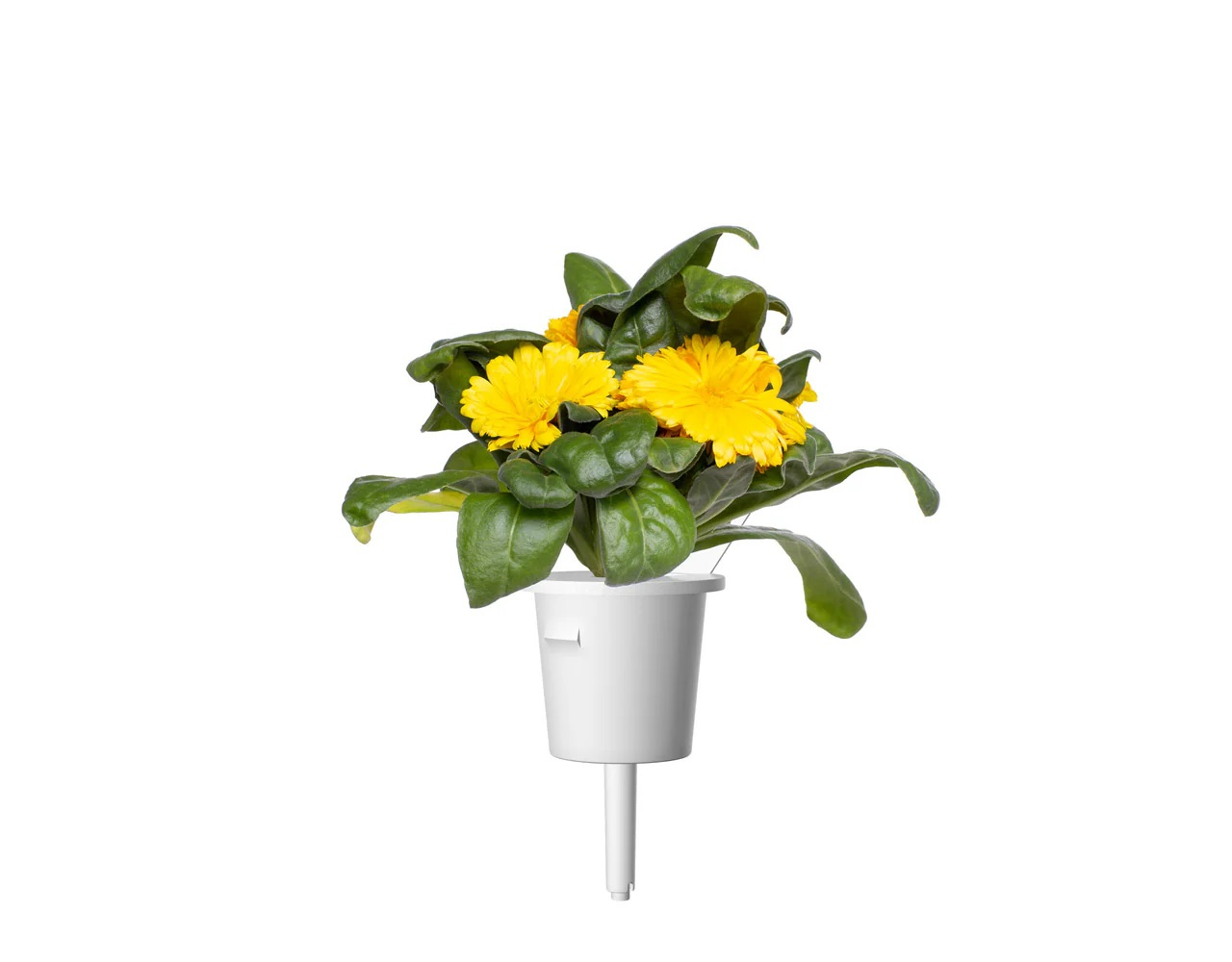 Un pot avec des fleurs jaunes et des feuilles vertes sur fond blanc.
