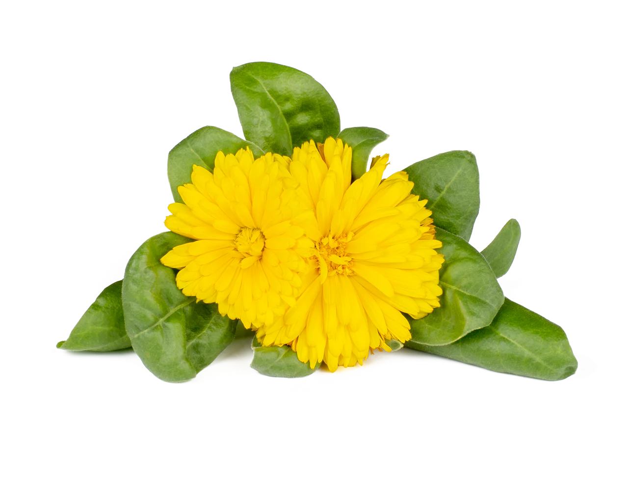 Deux fleurs de souci jaunes avec des feuilles vertes sur fond blanc.
