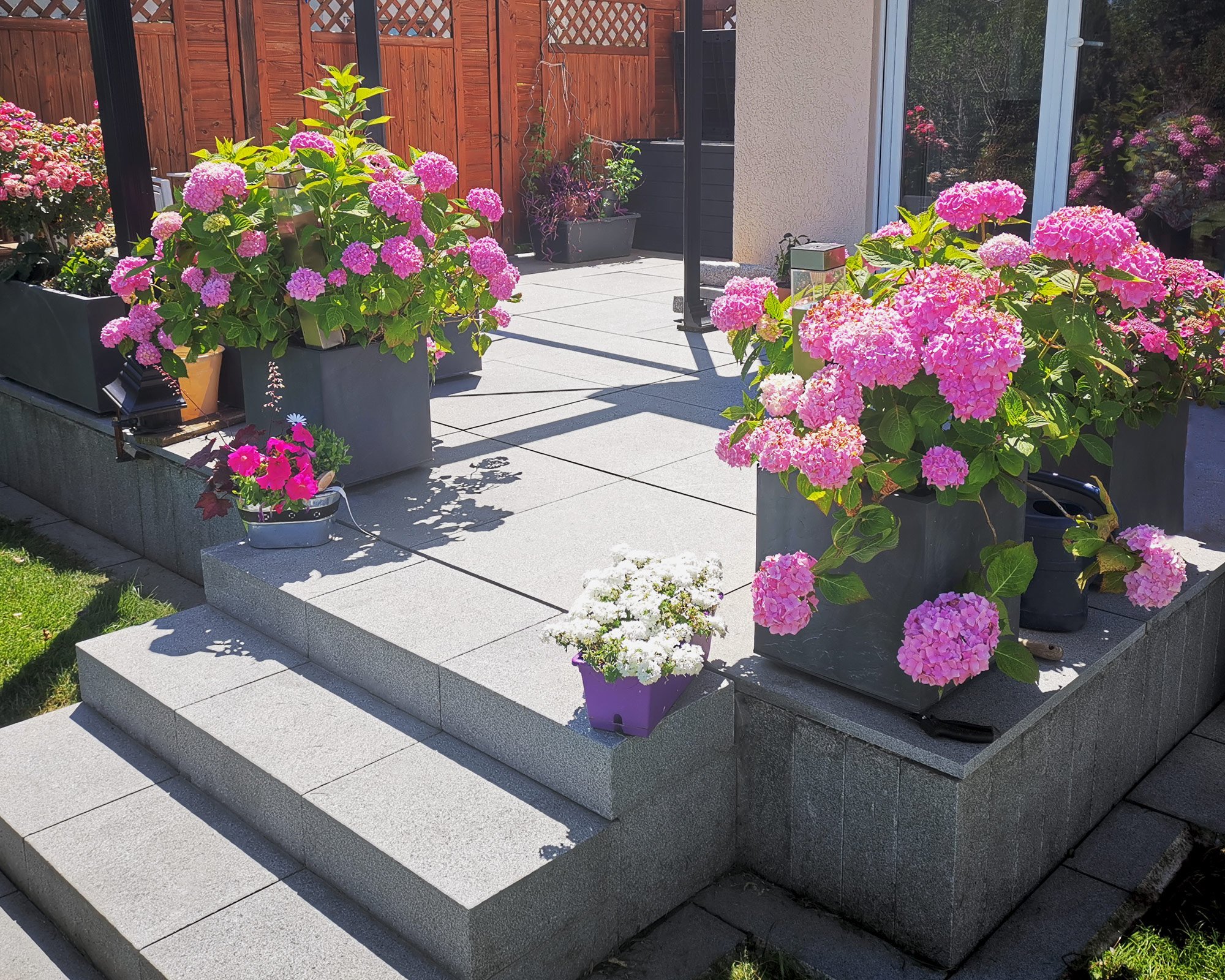 Ein Garten mit rosa Hortensien in grauen Pflanzgefäßen, Stufen und Gras.