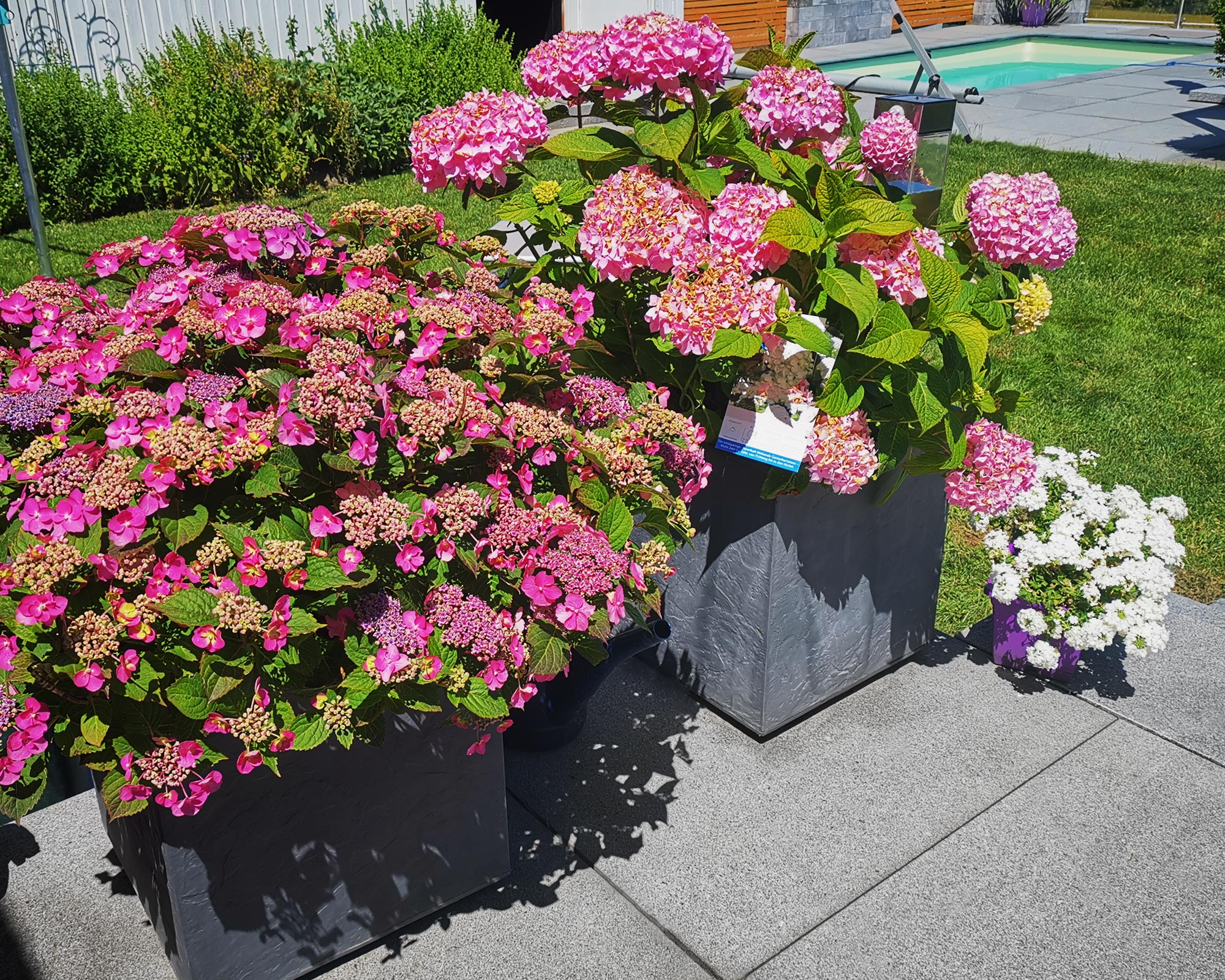 Zwei Töpfe mit rosa Hortensien und ein kleiner Topf mit weißen Blumen auf einer Terrasse.