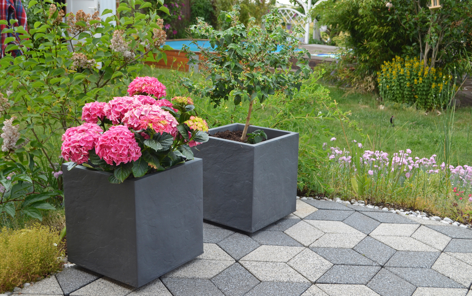 Zwei graue Würfelpflanzgefäße mit rosa Hortensien und einem kleinen Baum.