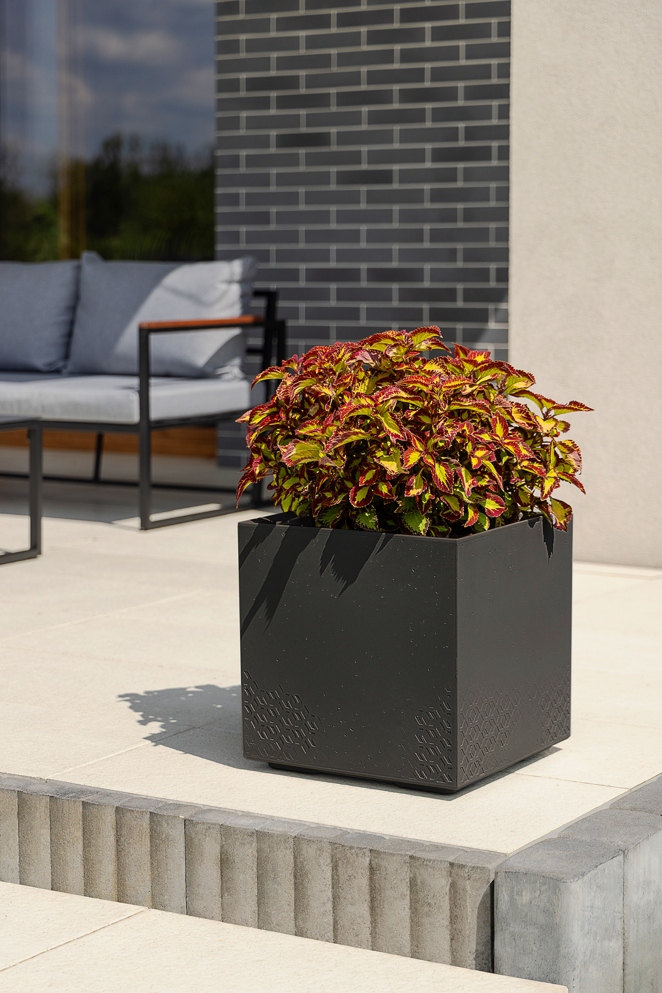 Ein bunter Coleus in einem schwarzen Übertopf steht auf einer Terrasse neben einer Couch.