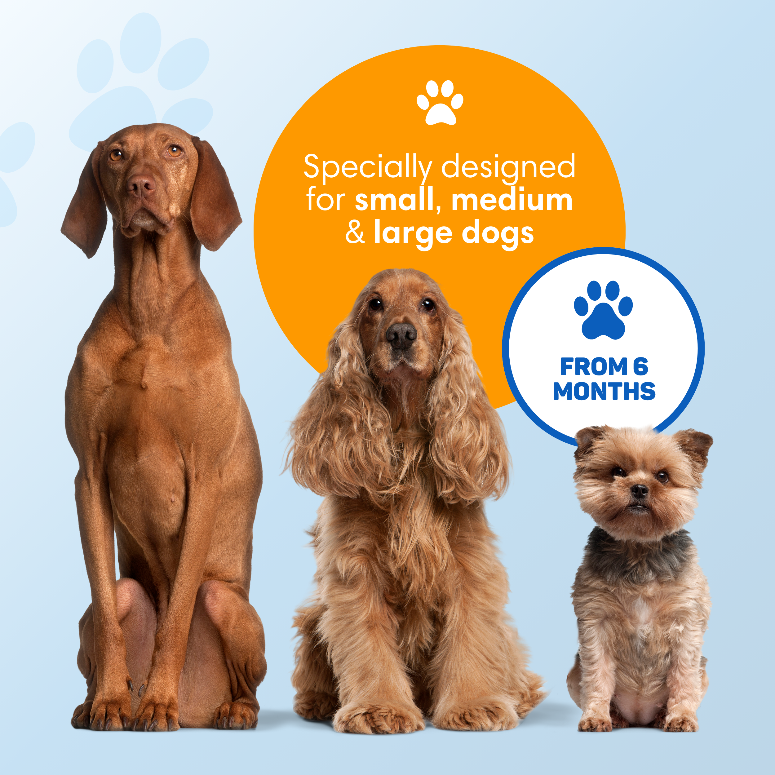 Three dogs of different sizes sit side-by-side against a blue background.