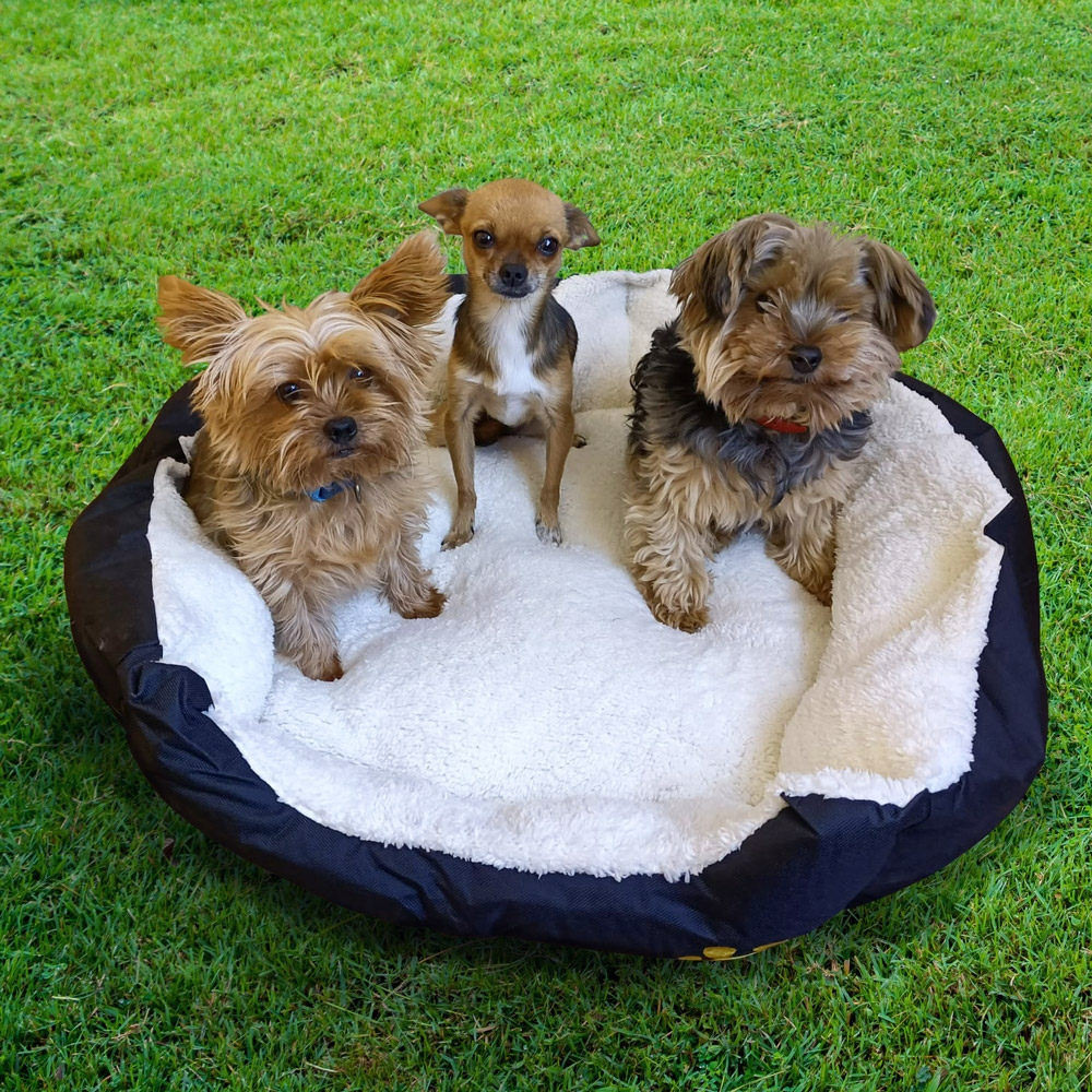 Tres perros pequeños sentados en una cama de perro blanca y esponjosa sobre césped.