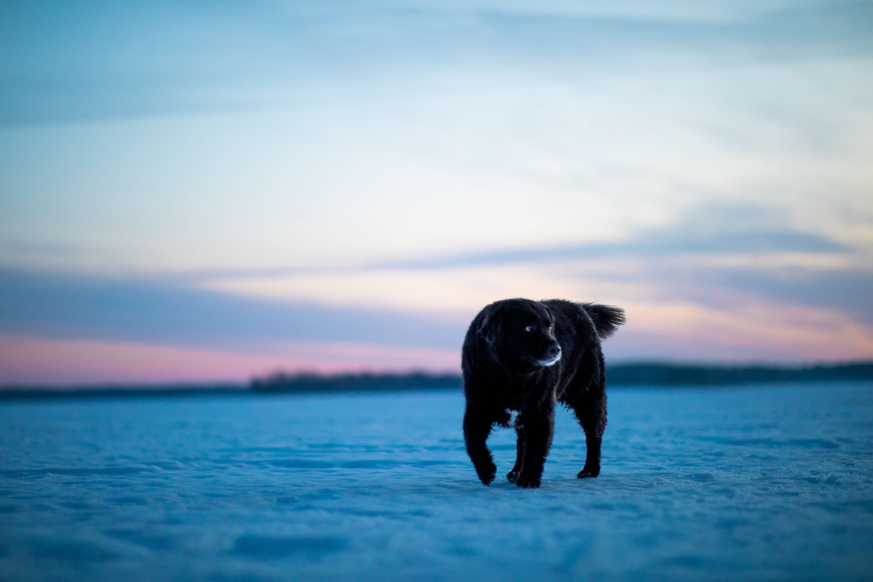 Ein schwarzer Hund steht auf einer verschneiten Fläche bei Sonnenuntergang.