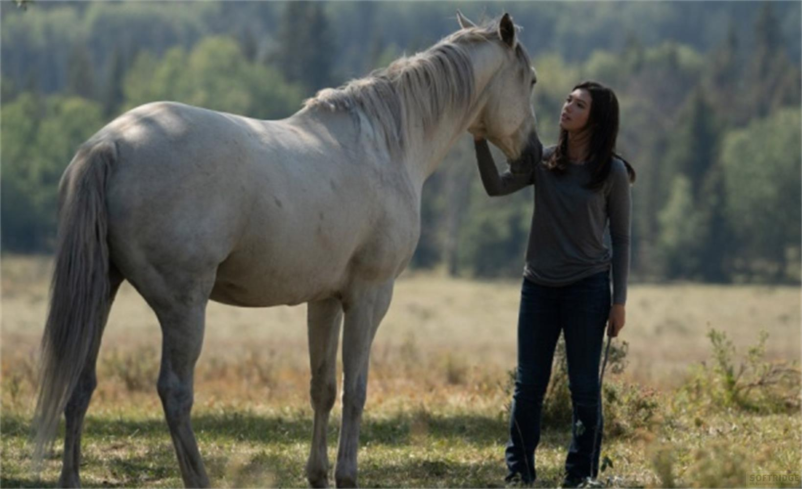 Una donna accarezza dolcemente un cavallo bianco in un campo soleggiato con alberi.