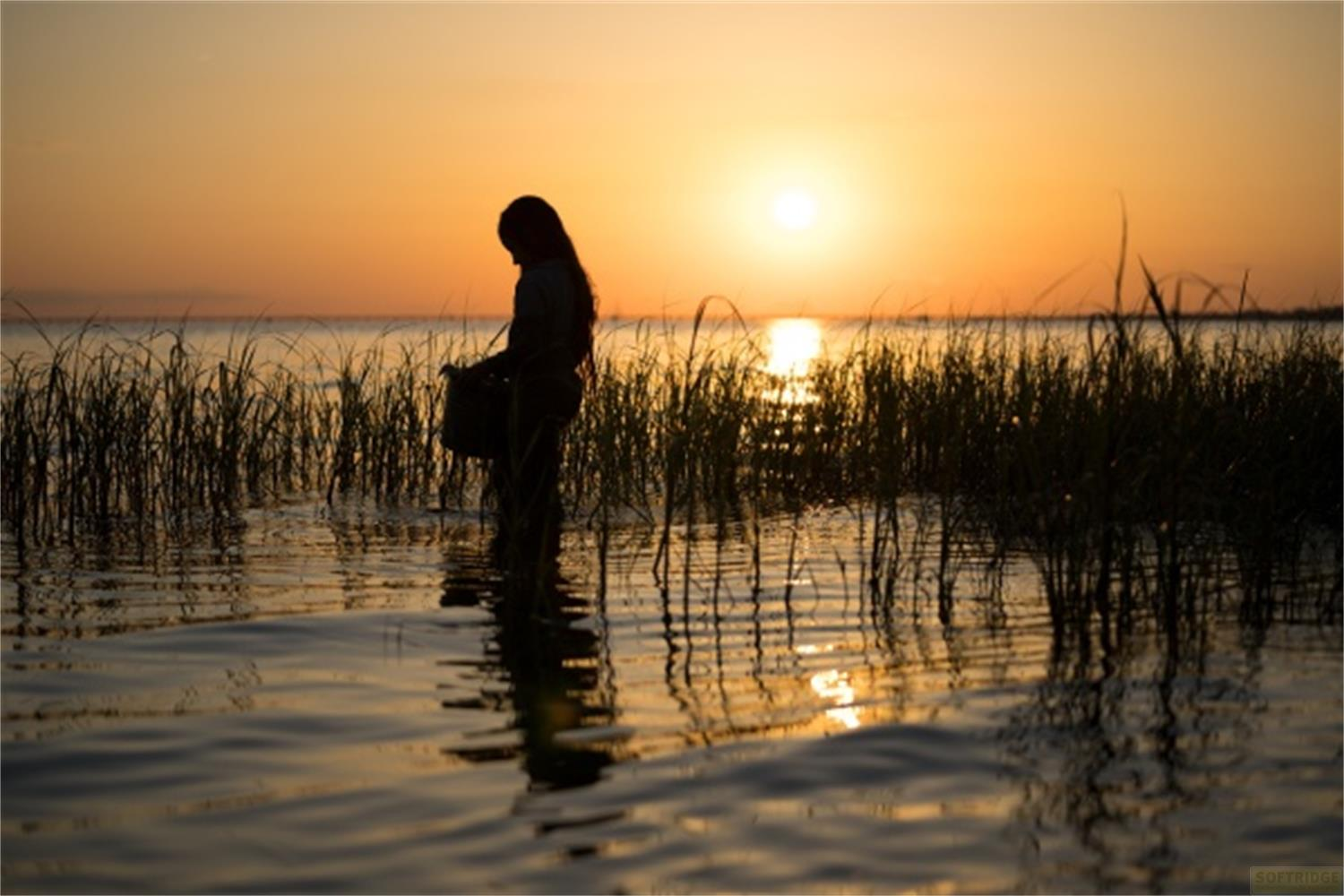 Silhouette di persona con cesto nell'acqua al tramonto, circondata da canneti.