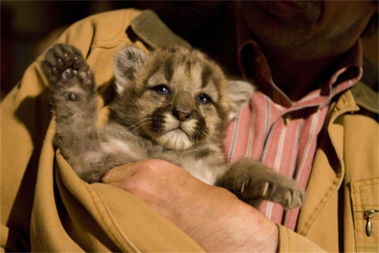 Un cucciolo di puma con occhi blu è tenuto in una giacca marrone.