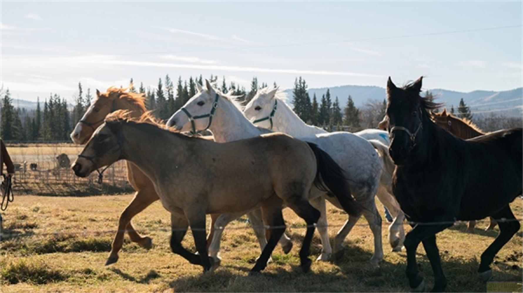 Un gruppo di cavalli, marroni, bianchi e neri, corre su un campo secco.