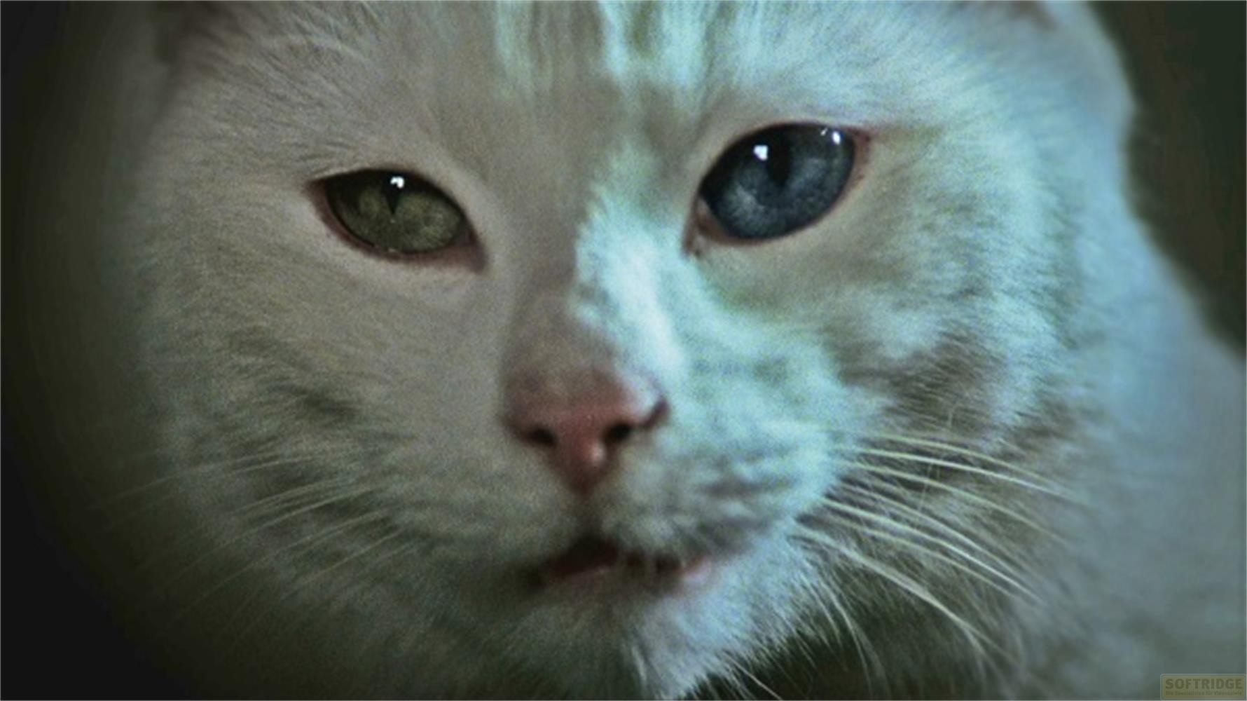 Un gatto bianco con occhi eterocromatici, uno verde e uno blu.