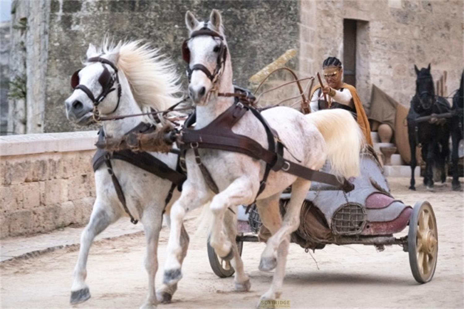 Due cavalli bianchi trainano un carro con un auriga in abiti storici.