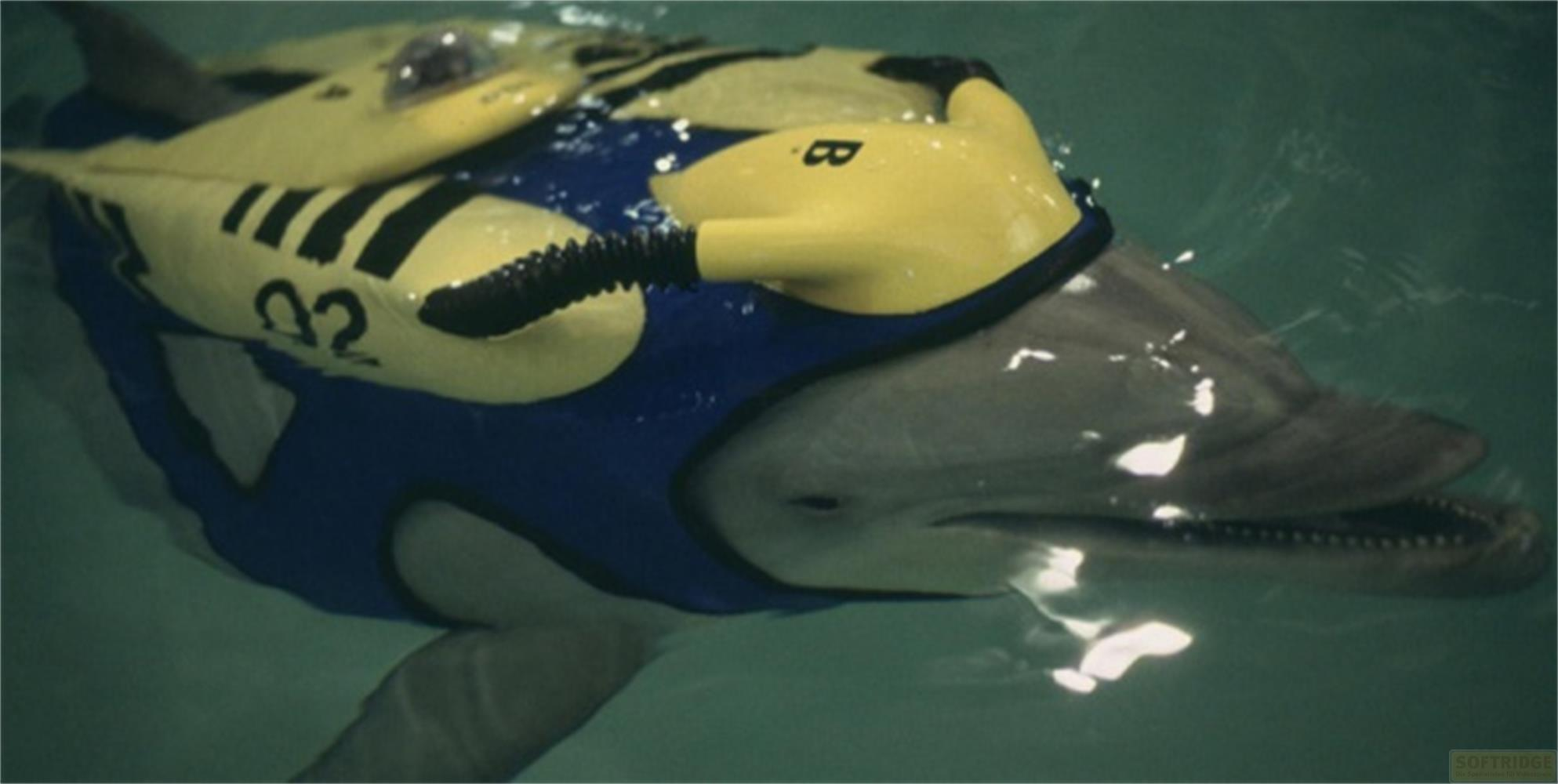 Un delfino indossa un giubbotto giallo e blu con tubi e segni.