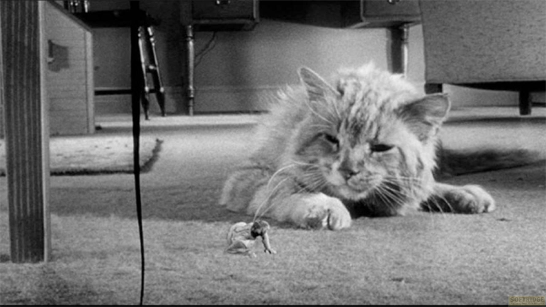 Une personne minuscule gisante sur le tapis devant un chat couché.