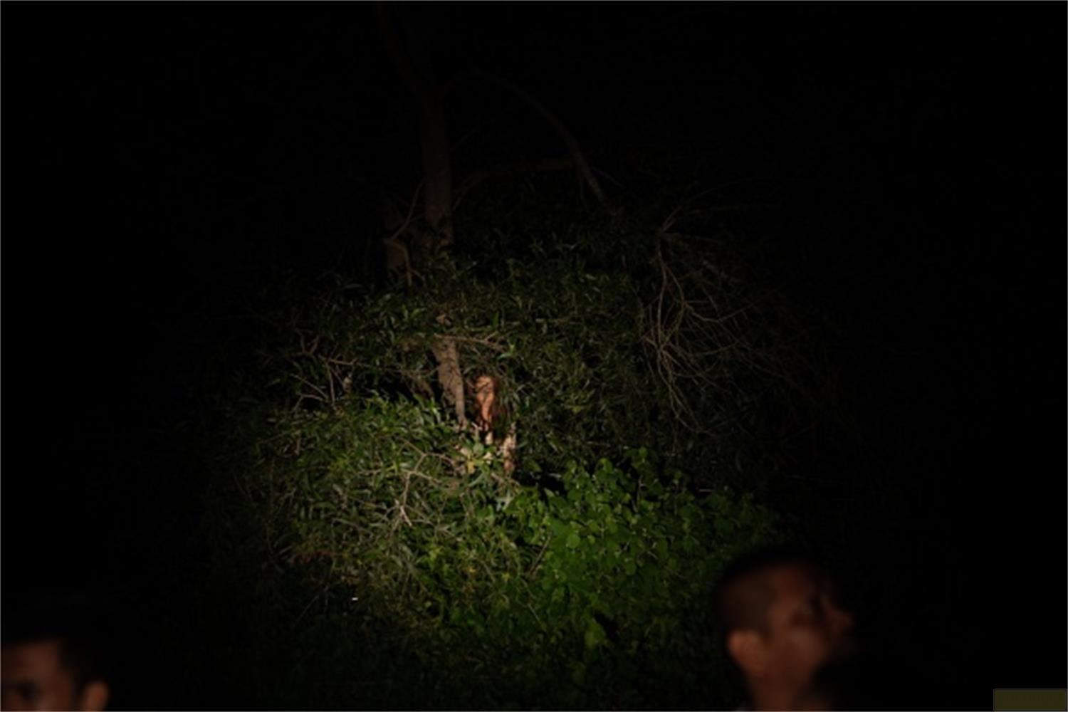 Una persona è nascosta nel verde scuro e illuminato degli alberi.