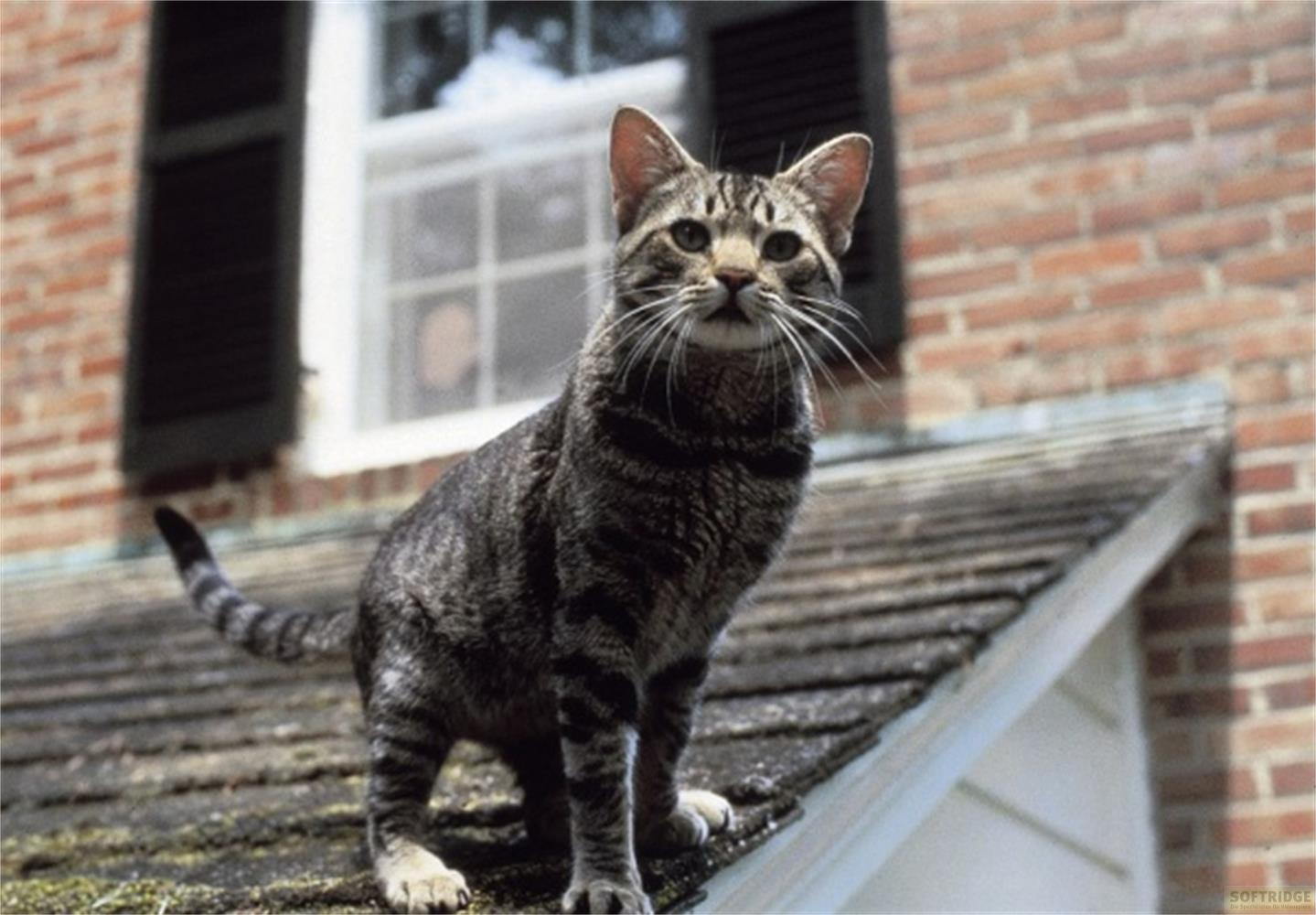 Un gatto soriano si trova su un tetto di tegole. Sullo sfondo c'è una finestra.