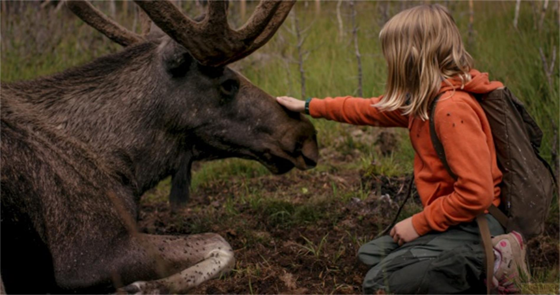 Un bambino con felpa arancione accarezza un alce sdraiato in una foresta.