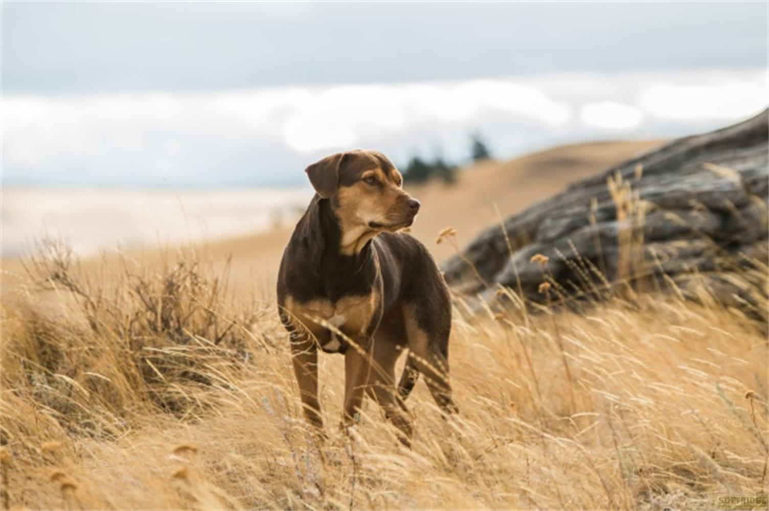 Un cane marrone e fulvo si trova nell'erba secca davanti a una collina rocciosa.