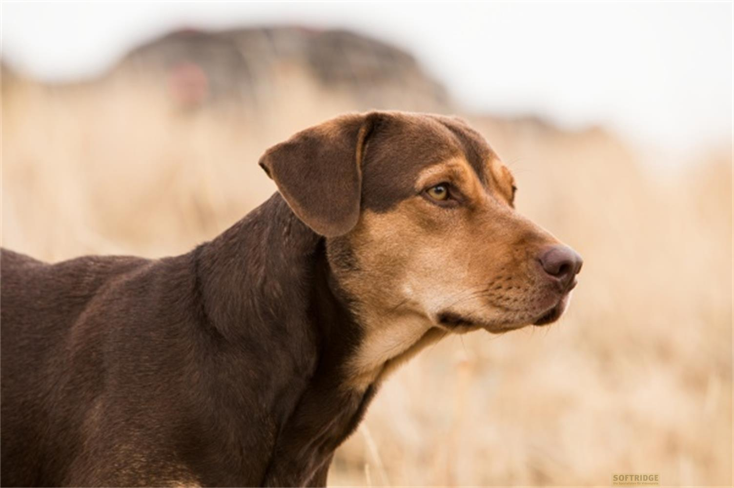 Un cane marrone con pelo marrone sta all'aperto sull'erba secca.
