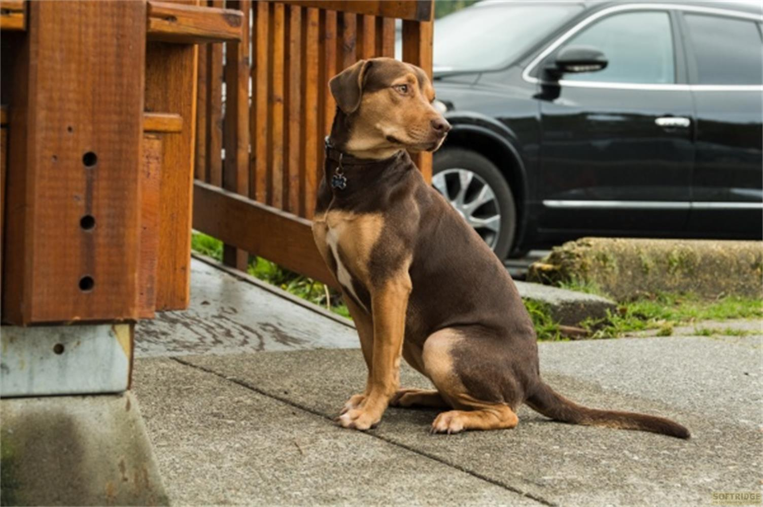 Un cane marrone seduto su un sentiero di cemento vicino a una ringhiera di legno. Un'auto nera sullo sfondo.