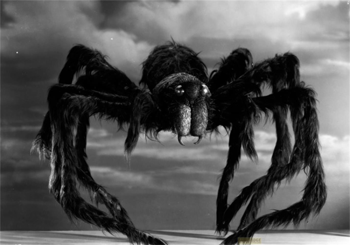 Une araignée poilue à huit pattes se dresse devant un ciel dramatique.