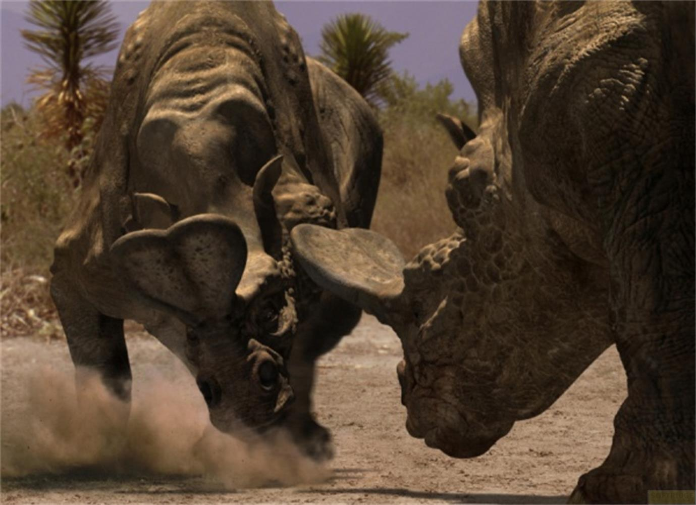 Due grandi creature simili a rinoceronti con corna si scontrano in un ambiente arido e polveroso.