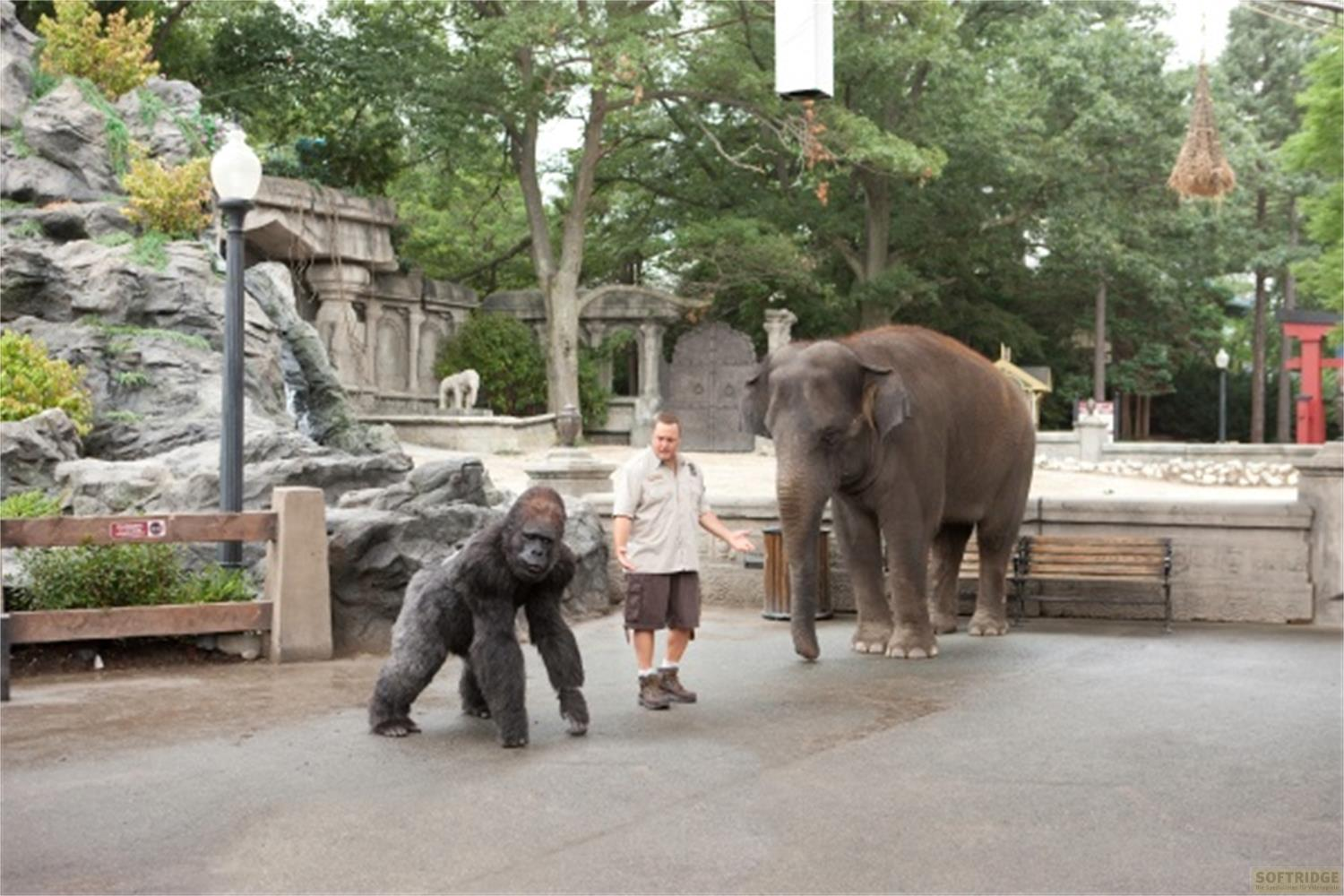 Un gardien de zoo se tient entre un gorille et un éléphant dans un enclos extérieur.