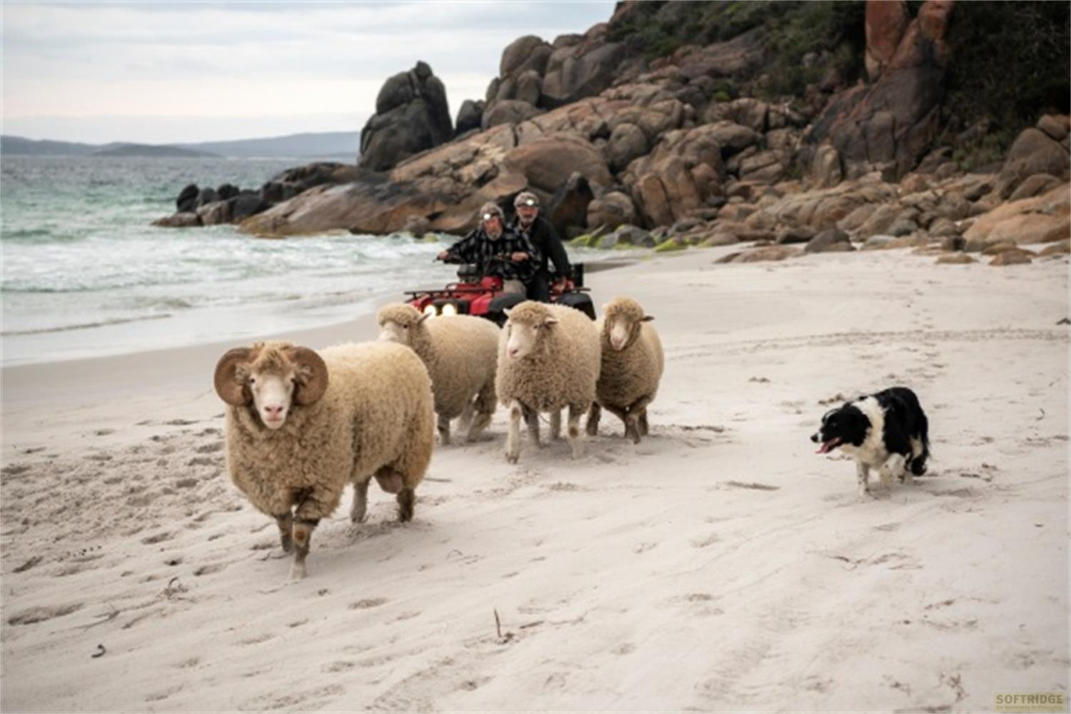 Un cane da pastore raduna pecore su una spiaggia mentre due persone guidano un quad vicino all'oceano.