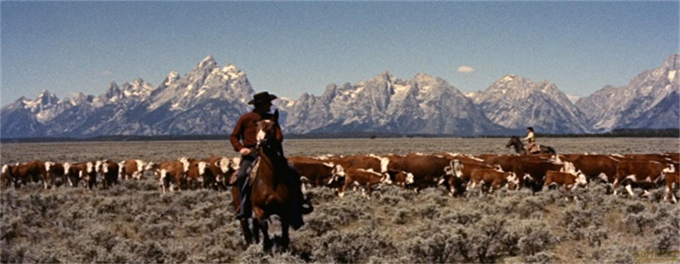 Un cowboy a cavallo raduna il bestiame davanti a una catena montuosa.
