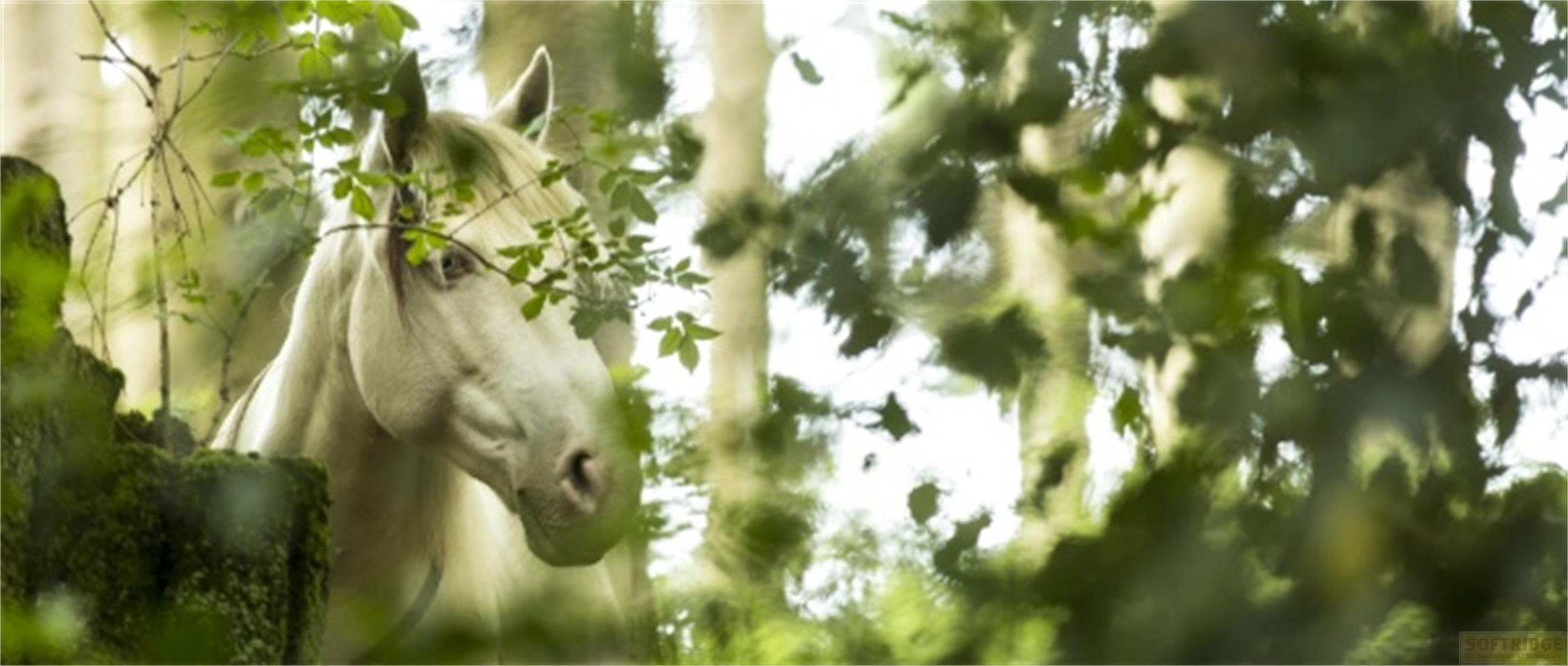 Un cavallo bianco fa capolino da una foresta di foglie verdi.