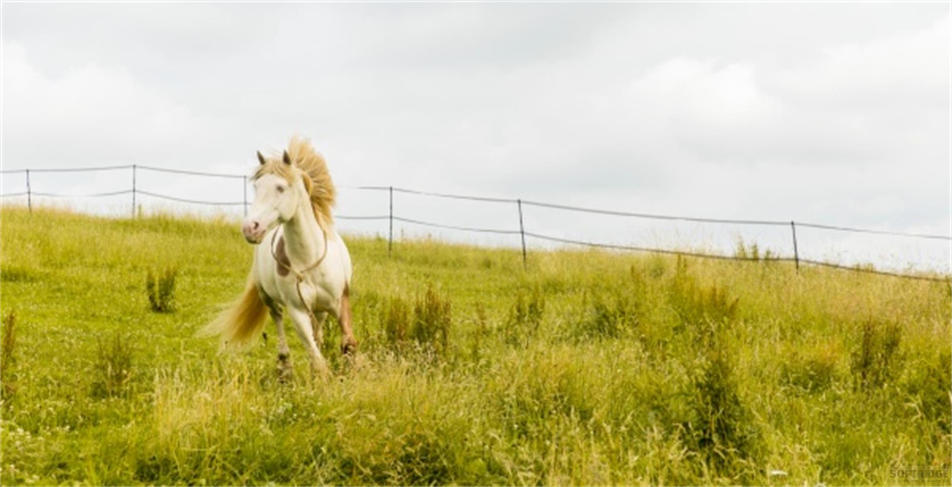Un cavallo bianco galoppa in un campo erboso verde con una recinzione sullo sfondo.