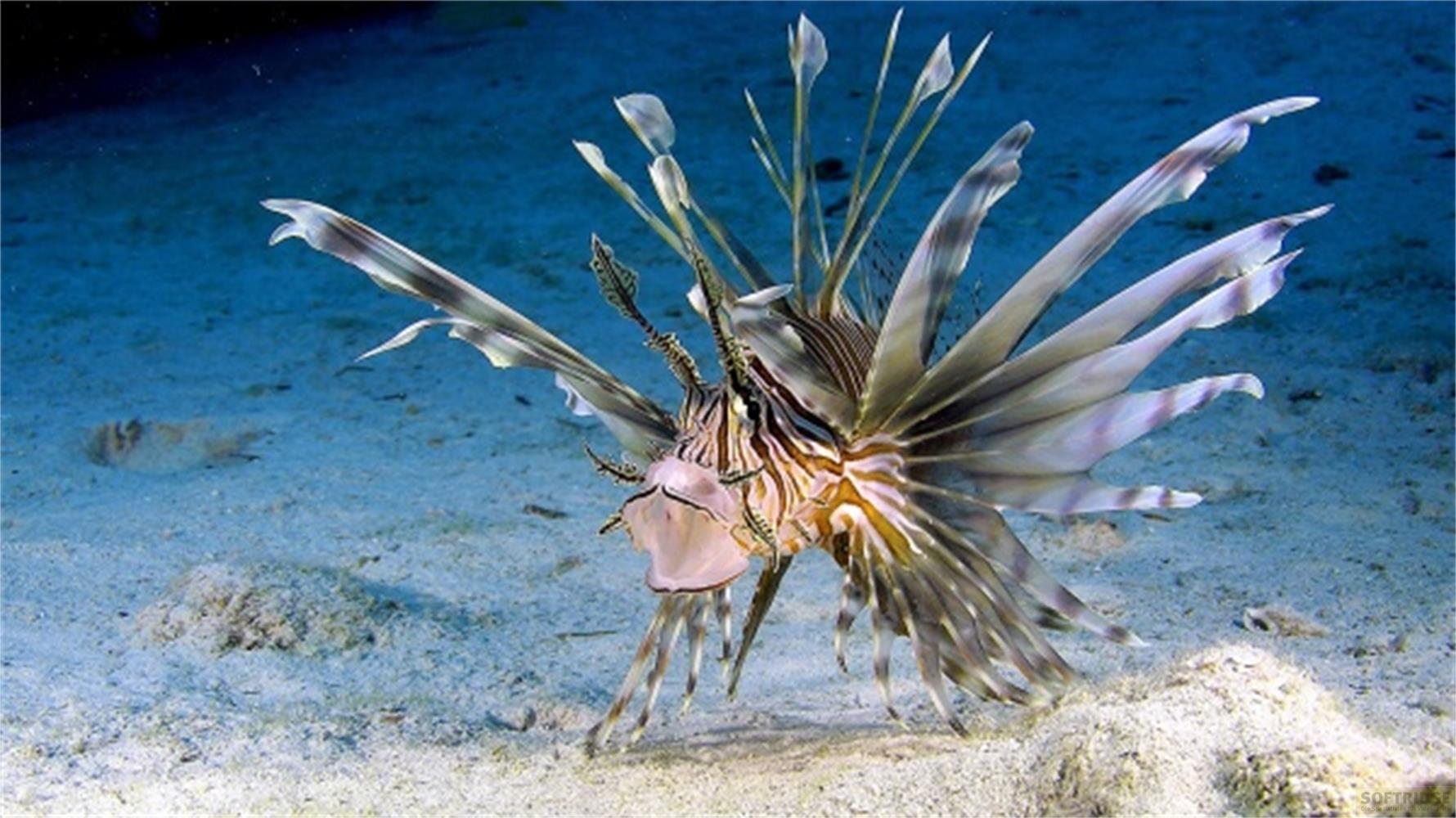 Un pesce leone si erge su un fondale sabbioso con un piccolo pesce sullo sfondo.