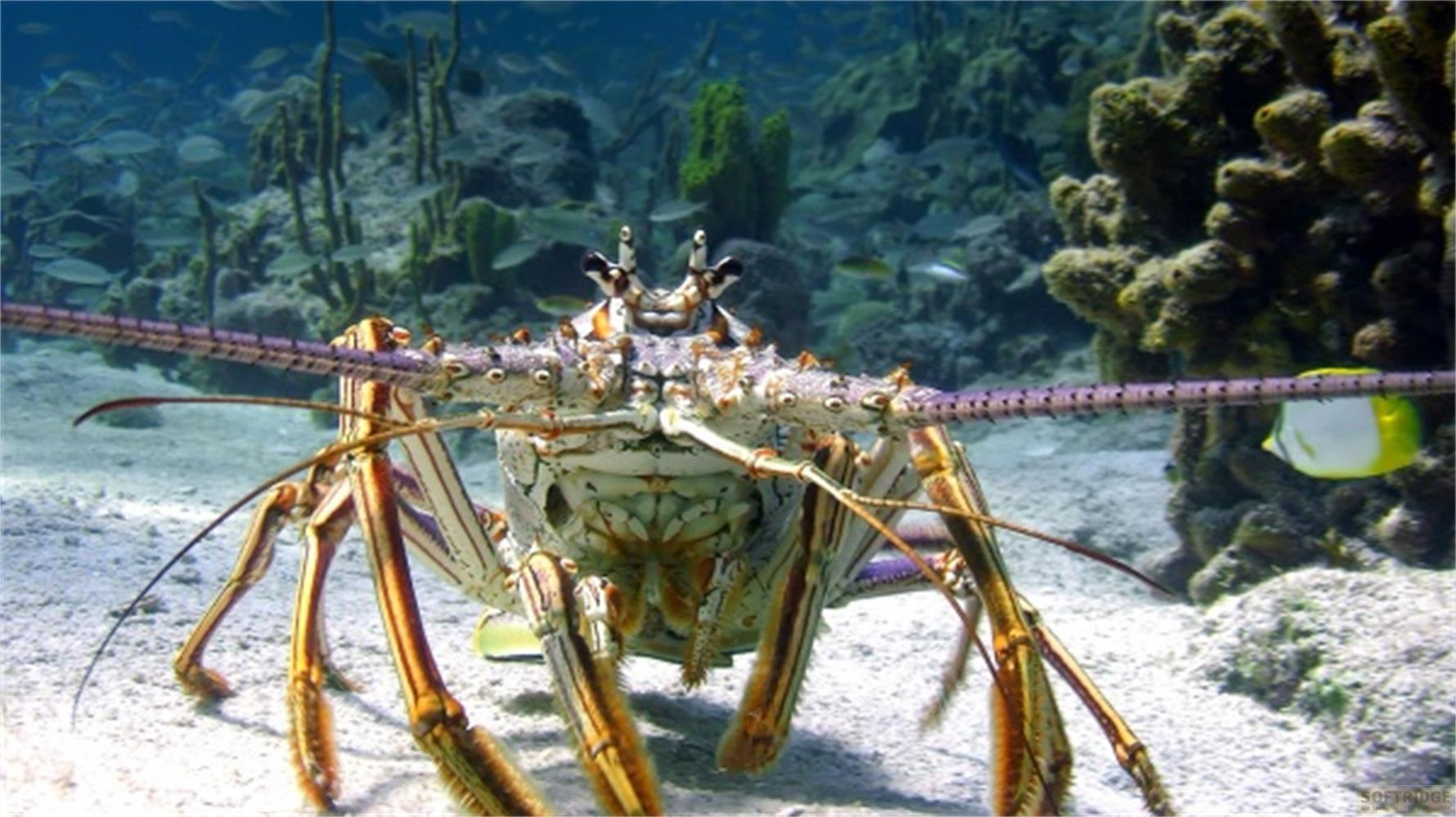 Un'aragosta spinosa caraibica con lunghe antenne su un fondale sabbioso.