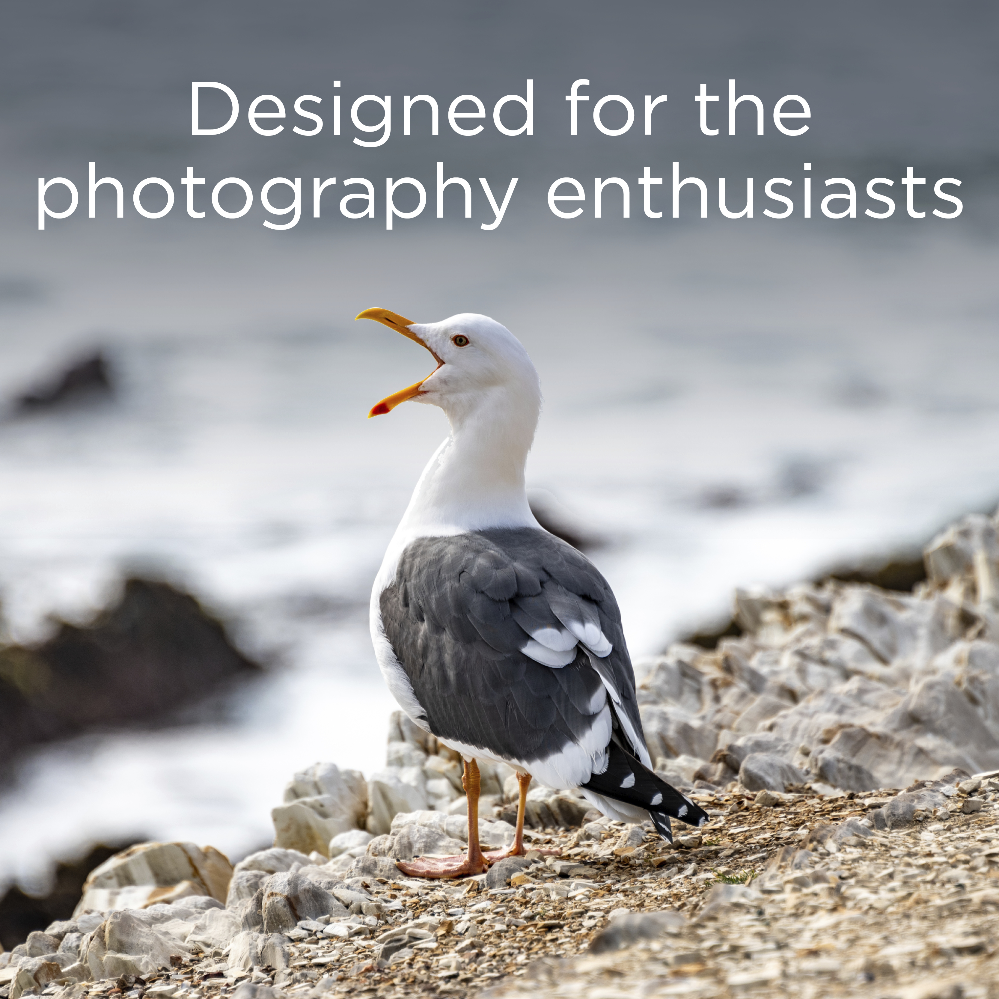 Mewa z otwartym dziobem stoi na skalistym podłożu nad morzem.