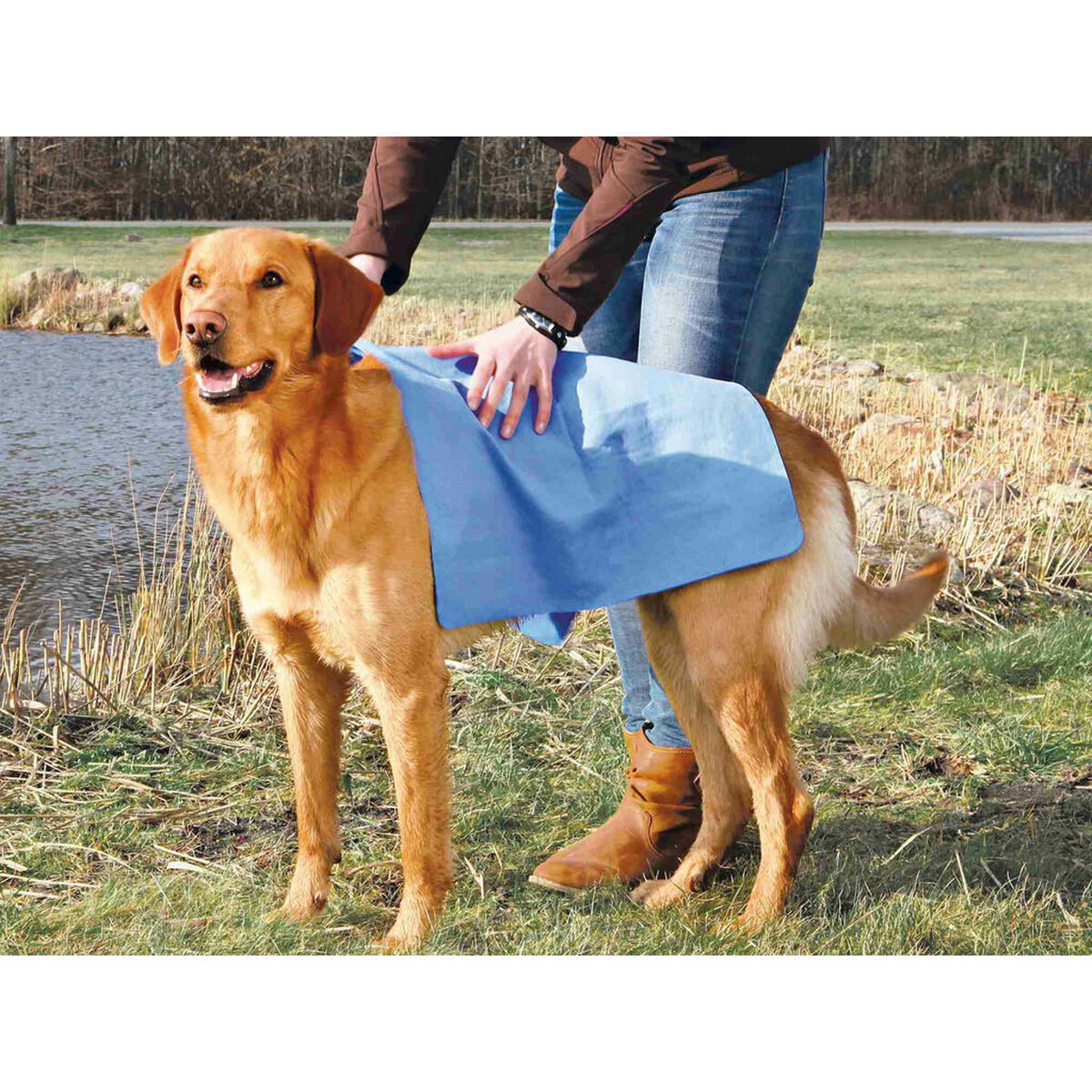 Un cane marrone vicino a uno stagno, una persona gli mette un asciugamano blu sulla schiena.