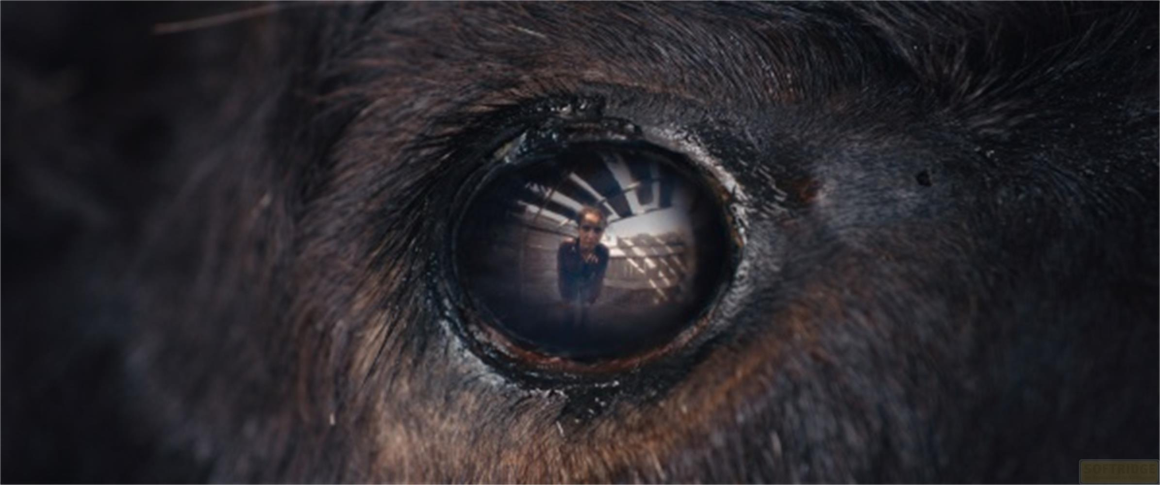 Primo piano dell'occhio di una mucca che riflette una persona in una stalla.