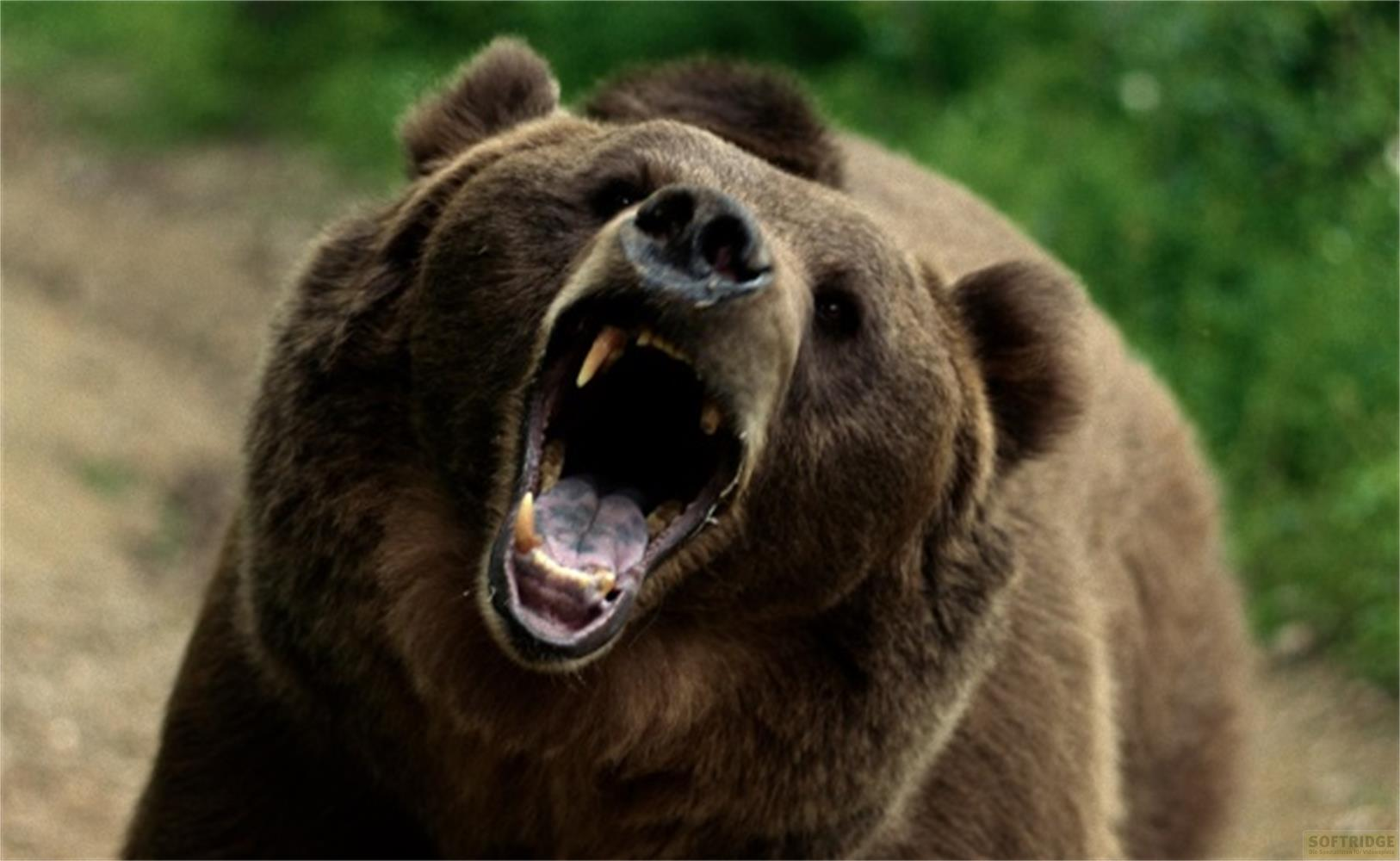 Un orso bruno ruggisce con la bocca aperta mostrando i denti.
