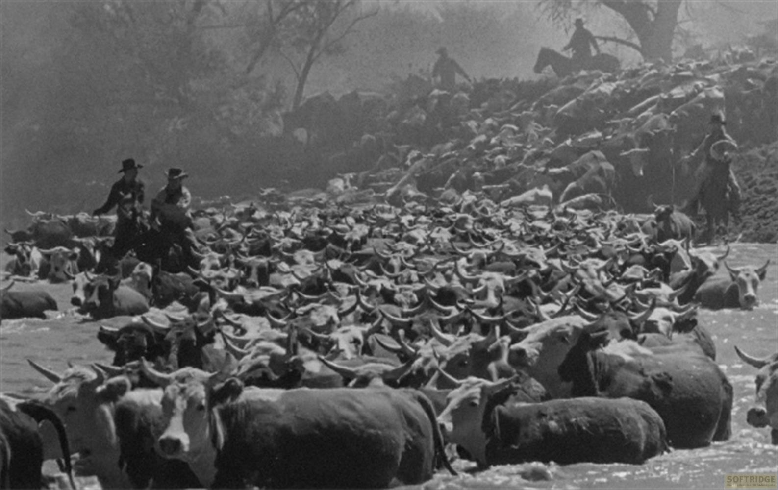 Cowboy radunano un'enorme mandria di bestiame attraverso un fiume.