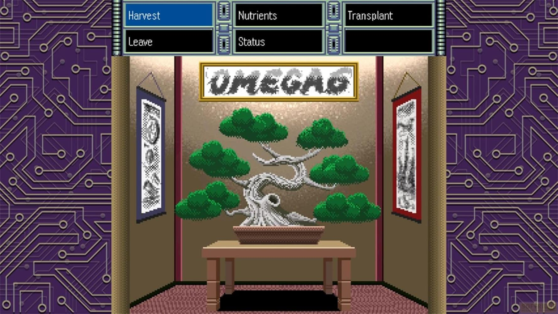 Drzewko bonsai na stole przed ścianą z napisem UMEGÃO.