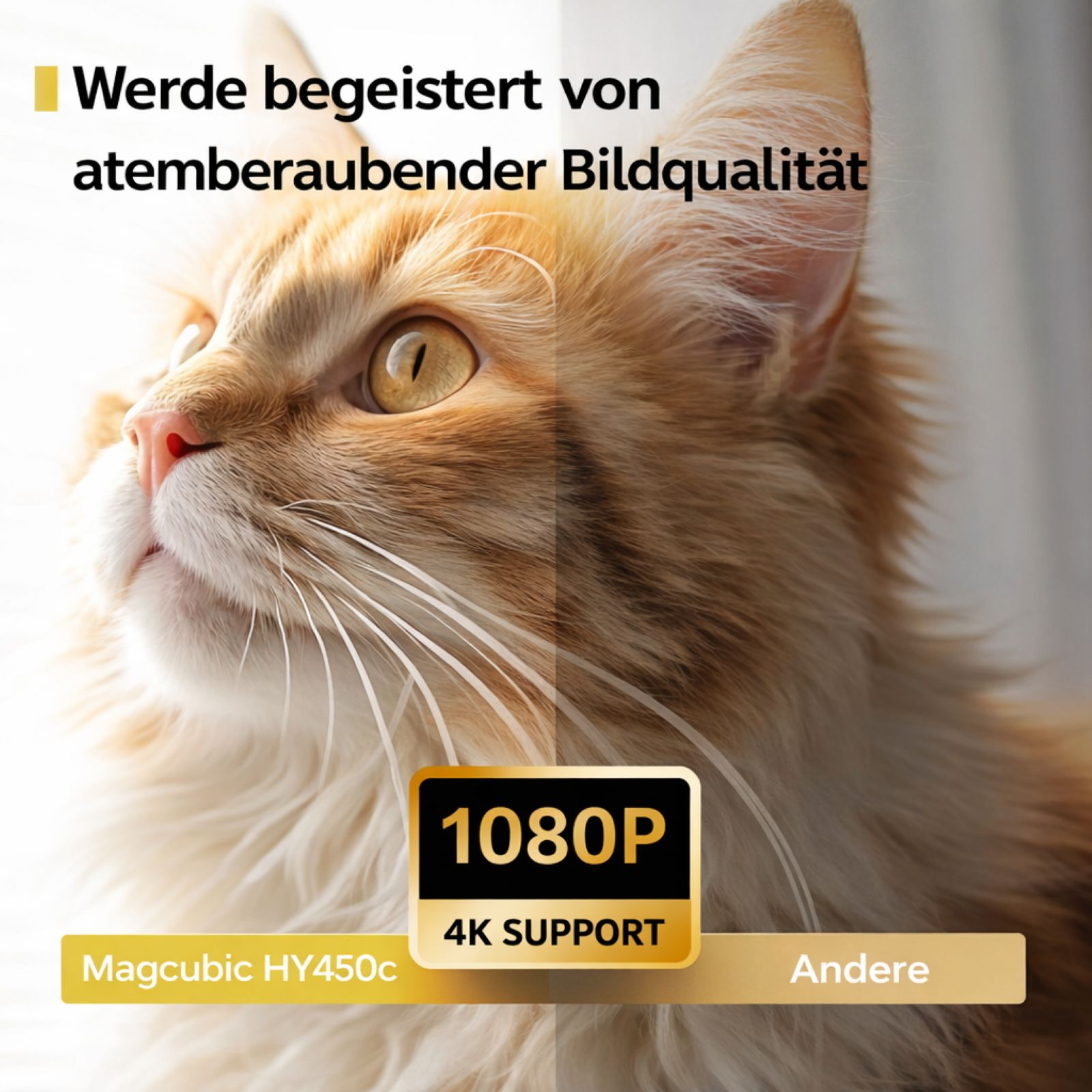 Ein orangefarbener Kater mit weißen Schnurrhaaren. Text: 1080P 4K SUPPORT.