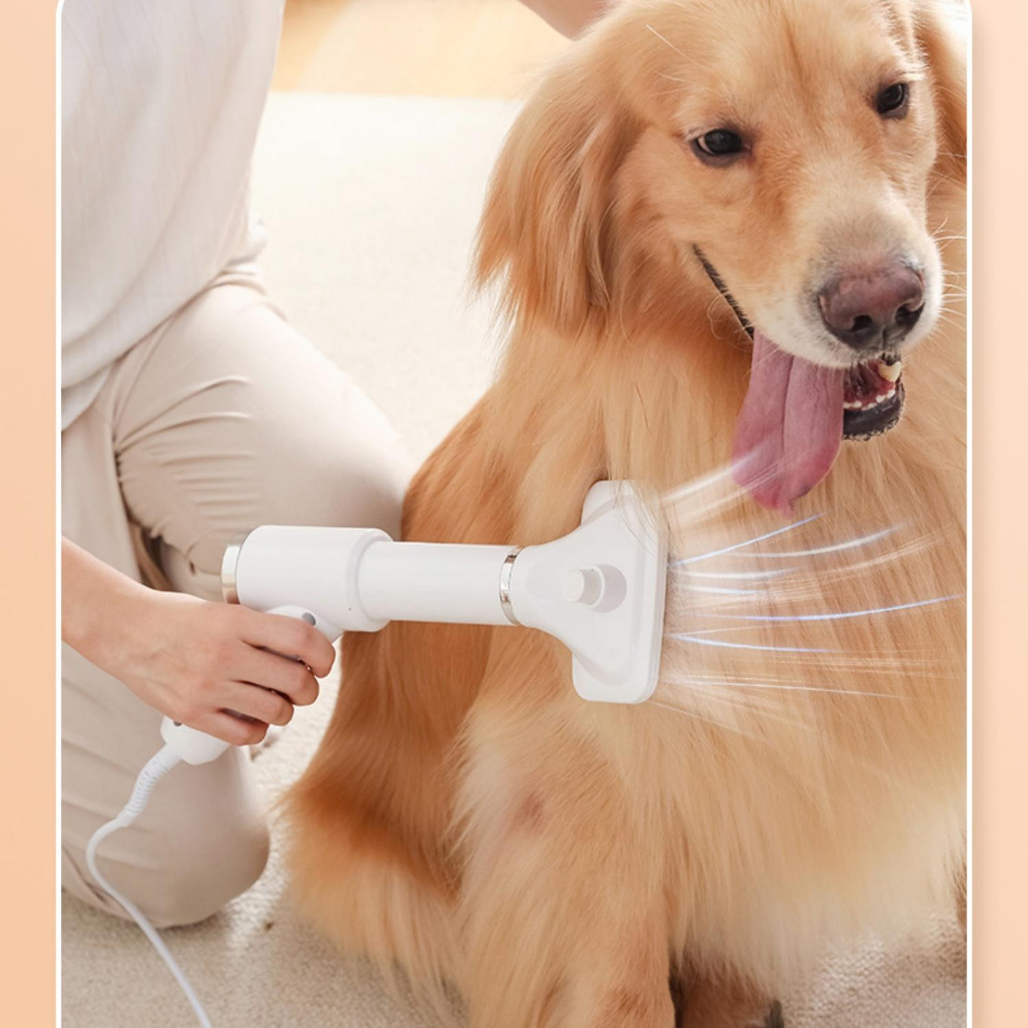 Ein Golden Retriever wird mit einem weißen Föhn getrocknet, die Zunge hängt heraus.
