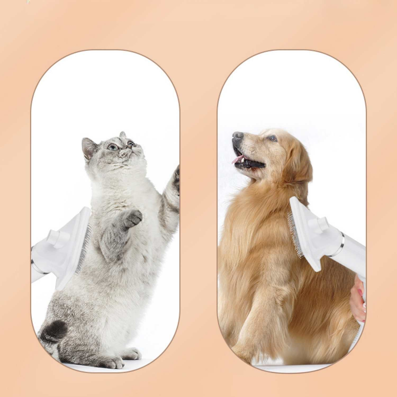 Eine Katze und ein Hund werden gleichzeitig mit einem Föhn gebürstet.