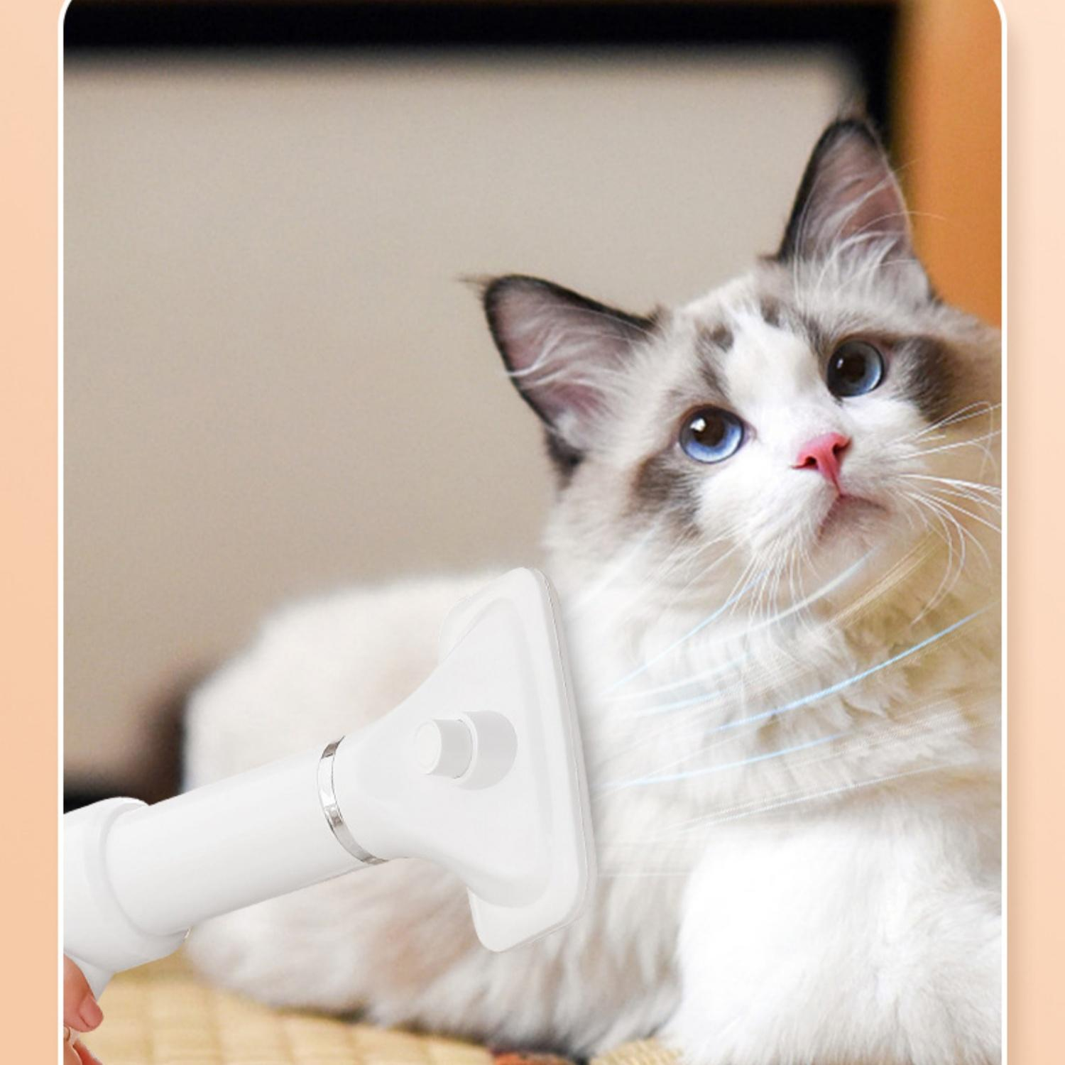 Weiße Katze mit blauen Augen wird mit einem weißen Haartrockner getrocknet.